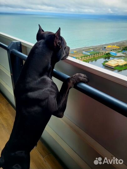 Питбуль кобель вязка (случка)