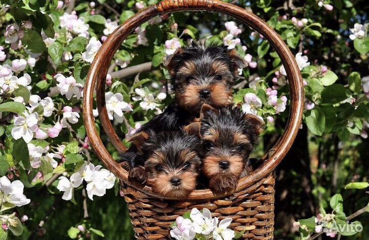 Летние лучики