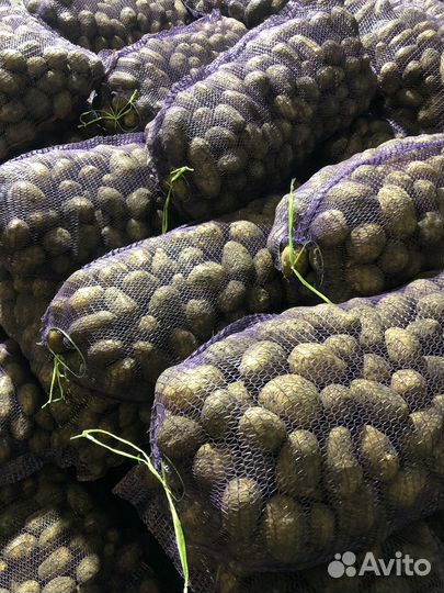 Картофель крупный Оптом