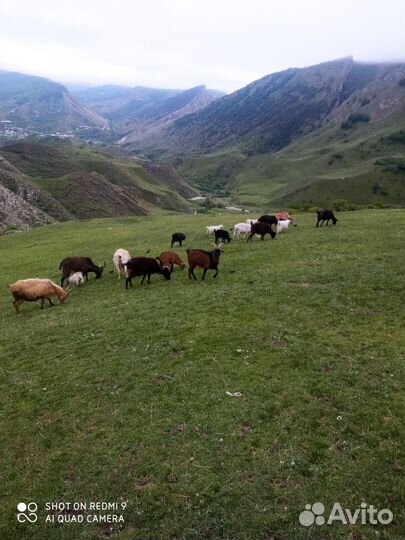 Козы с козлятами