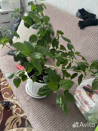 Комнатные цветы