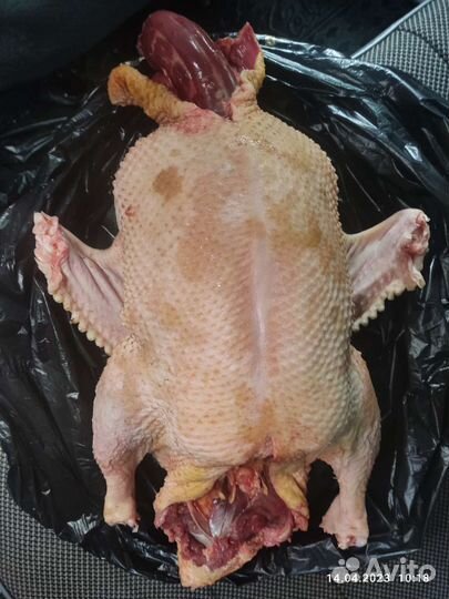 Мясо утки шипуна