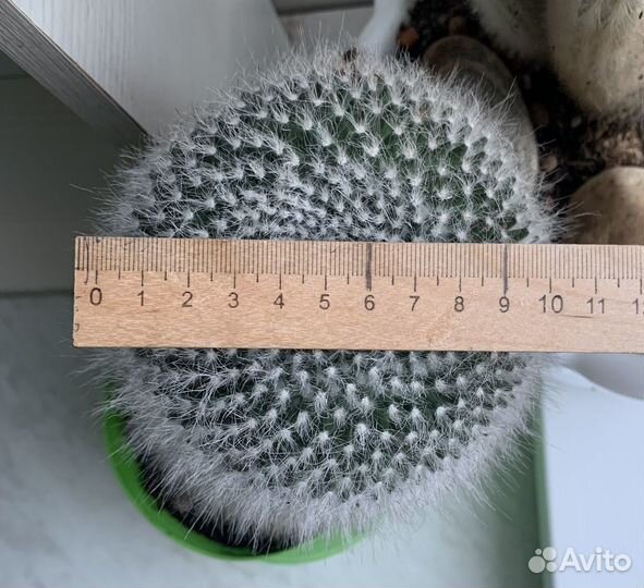 Большие кактусы