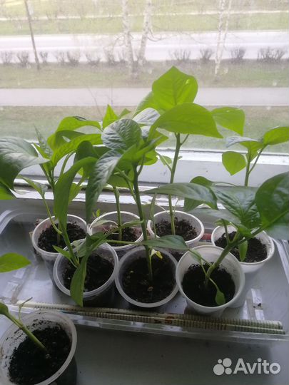 Перец жёлтый