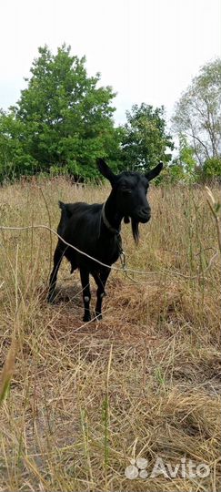 Козы дойные