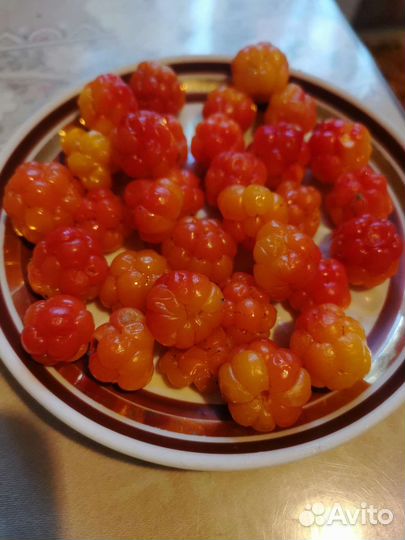 Морошка свежая