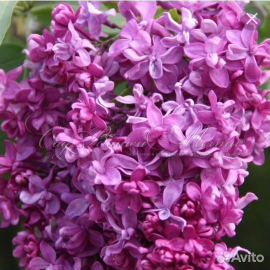 Саженцы сирени