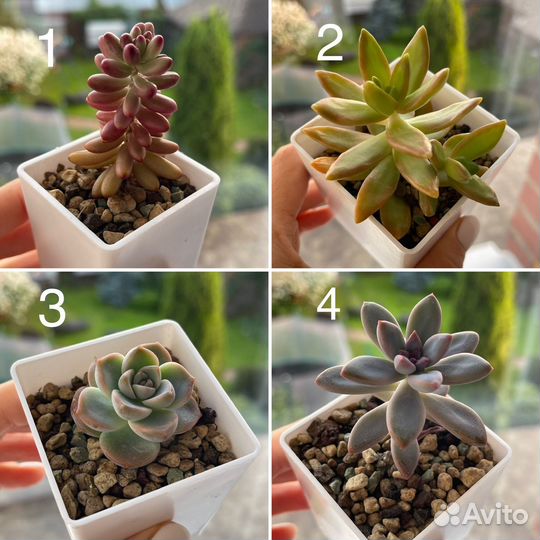 Суккуленты, мини-садики, композиции