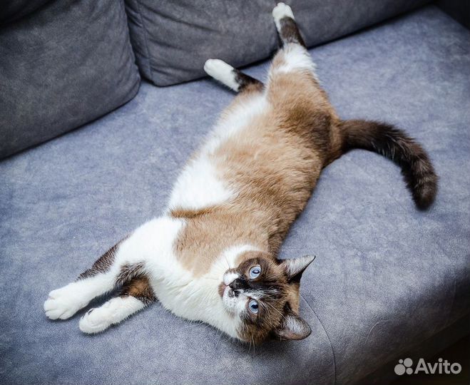 Брутальный кот Батя ищет семью