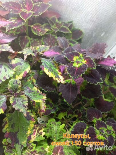 Колеусы 150 сортов
