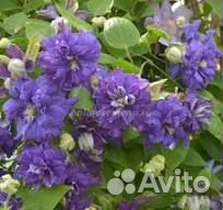 Флорал Дэнс. Клематис, 3 группа