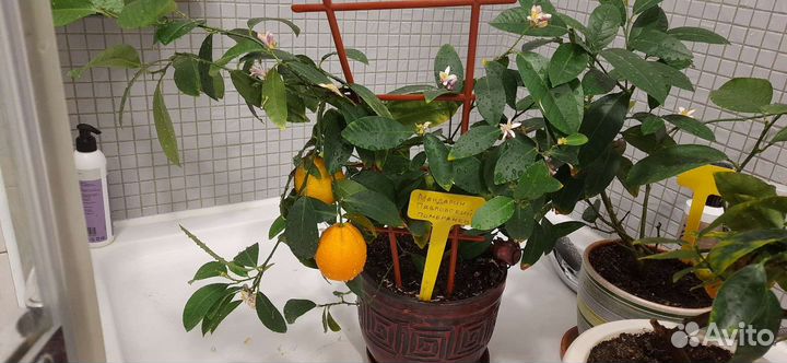 Мандарин павловский (померанец)