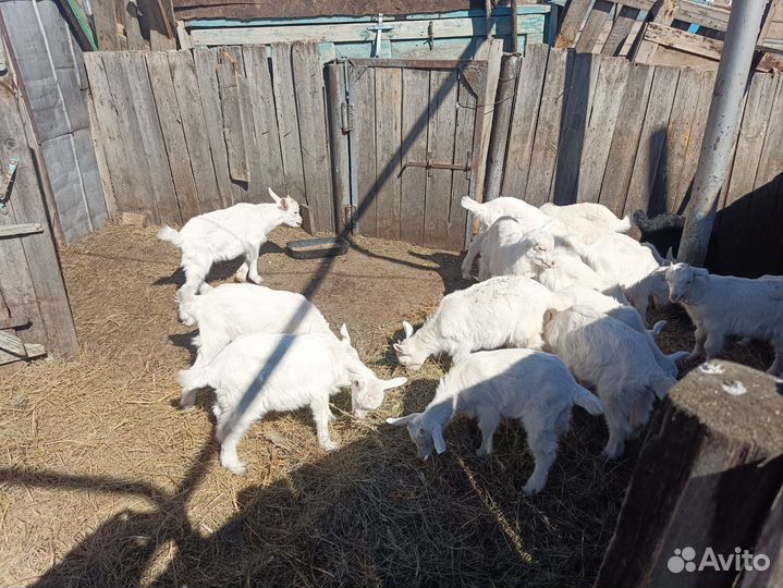 Гусята и Козлики