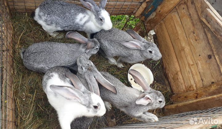 Кролики на мясо