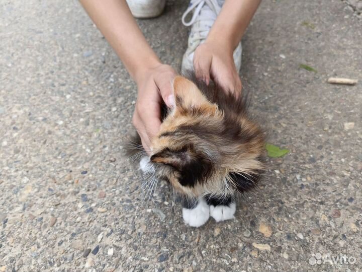 Кошка отдадим в добрые руки