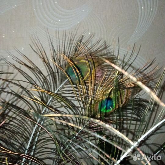 Перо павлина