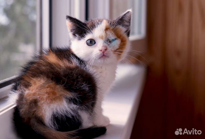 Котенок-девочка