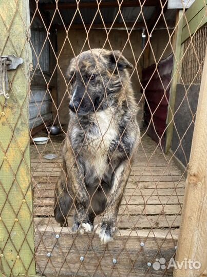 Отдам бесплатно собаку в добрые руки