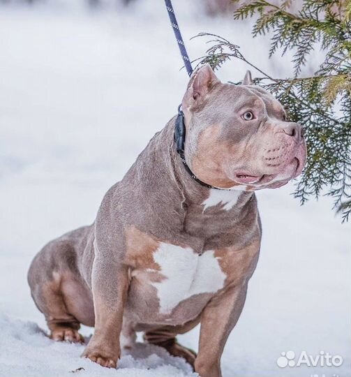 Американский булли вязка