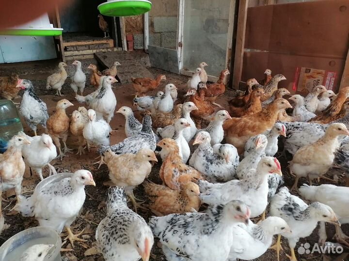 Классные цыплята