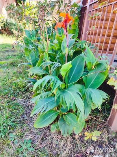 Саженцы разные, растения, черенки