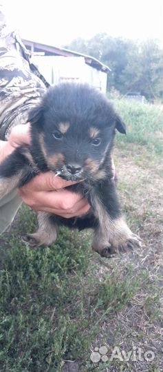 Отдам щенят