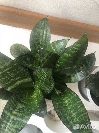 Домашние цветы