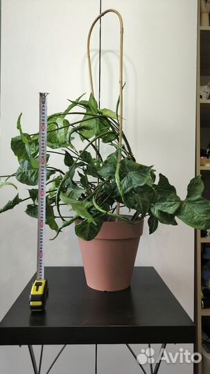 Сингониум большой