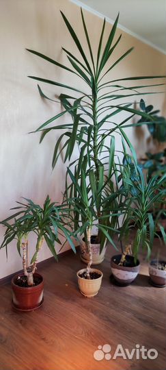 Растения Юкка,фикусы,Нолина,Молочай,хавортия