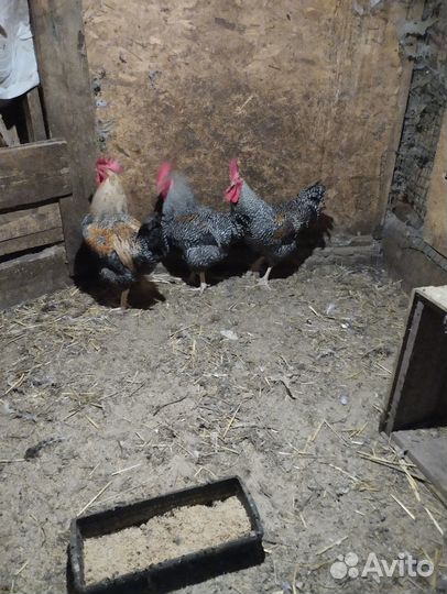 Петухи молодые