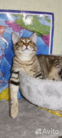 Котенок мальчик