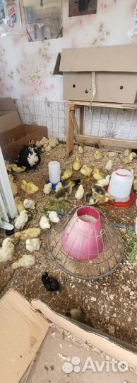 Утята муларды густая цыплята