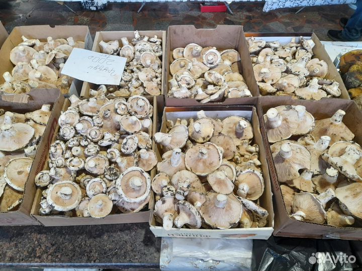 Грибы грузди свежие