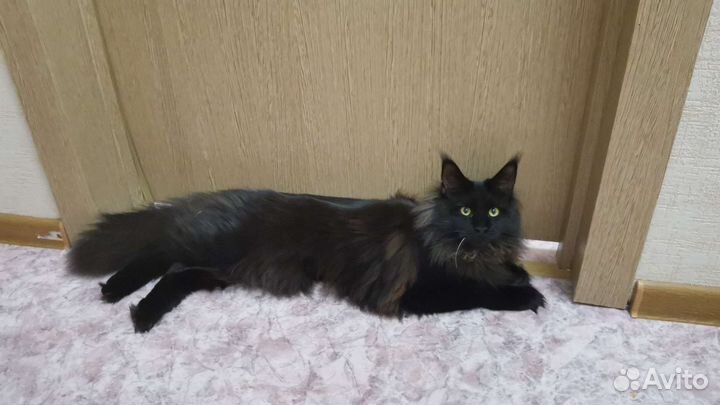 Передержка кошек