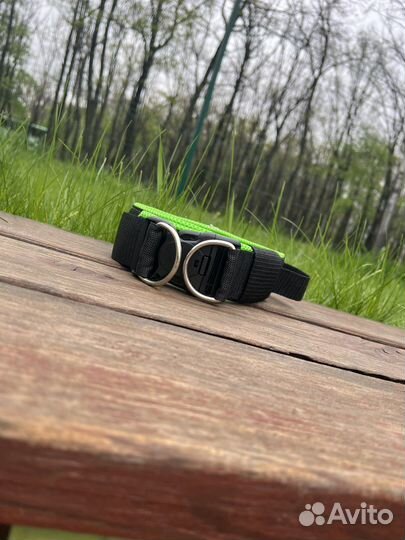 Ошейник и поводок