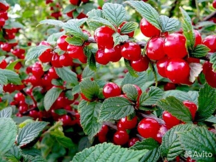 Саженцы ягодных растений