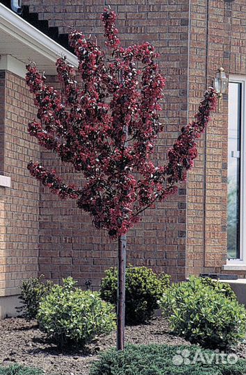 Яблоня Роялти