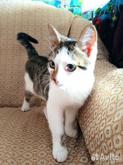 Котята отдам даром