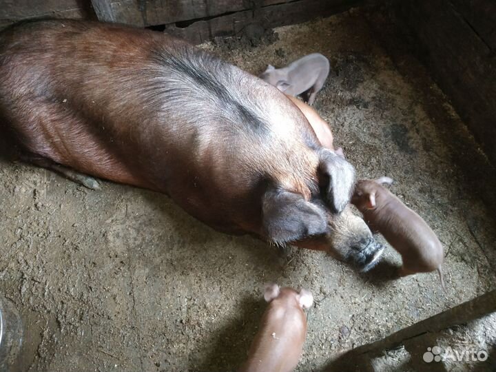 Поросята дюрок