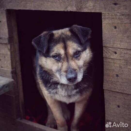 Собаки бесплатно в добрые руки