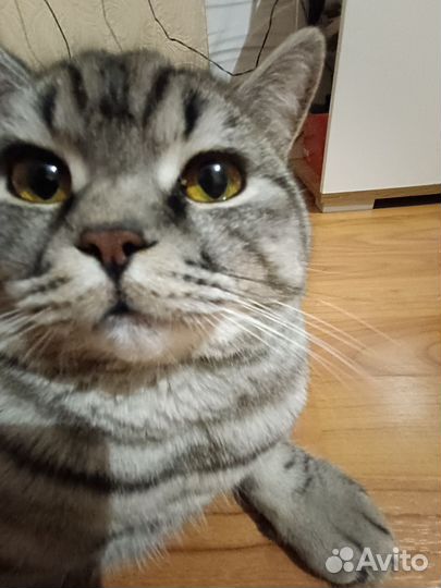 Шотландский кот вязка