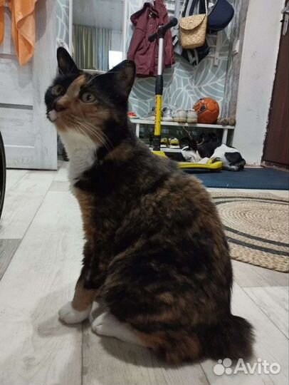 Кошка ищет дом