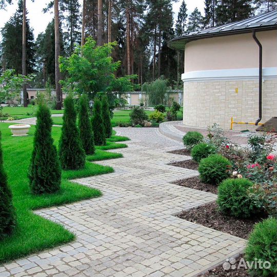 Туя смарагд