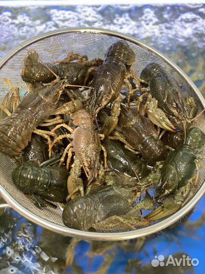 Волжские раки живые, вареные. Доставка