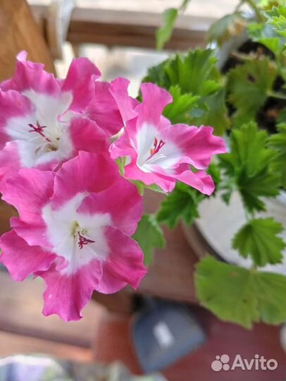 Герань пеларгония королевская