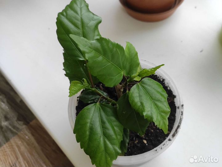 Роза китайская махровая