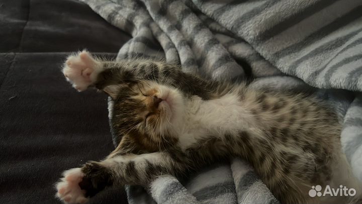 Котенок в добрые руки
