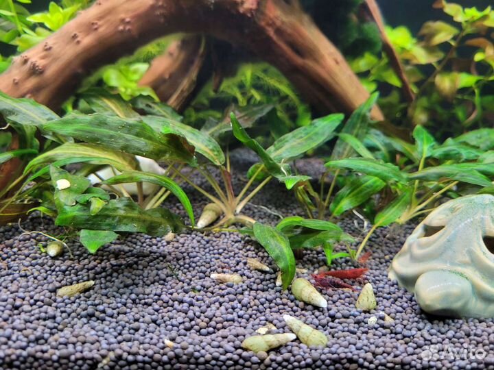 Сомики, гупешки, улитки