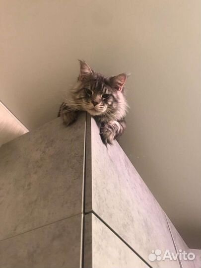 Мейн-кун вязка