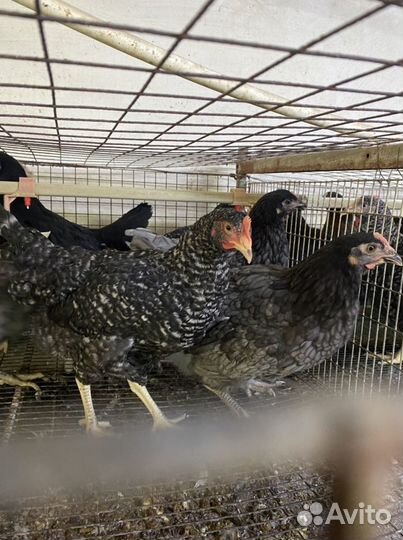 Мясояичные куры Доминант, Серебро